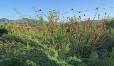 May 3 - Ocotillo w/red tips in full bloom. May 3 - Ocotillo w/red tips in full bloom.